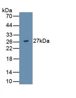 ADAMTS9 Antibody (D2)