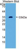 GDF-11/BMP-11 Antibody (C4)