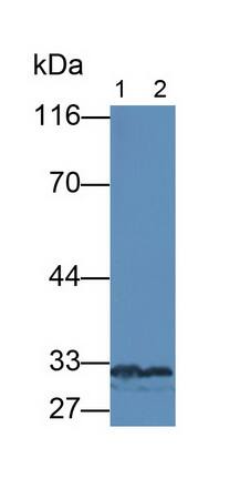 GDF-11/BMP-11 Antibody (C4)