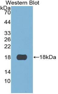 S100A3 Antibody (C5)