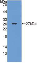 ICA1 Antibody (C7)