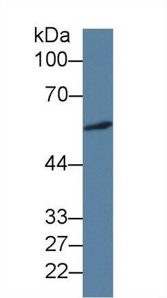ICA1 Antibody (C7)