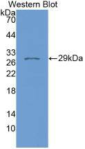 FKBP38 Antibody (7-2#)