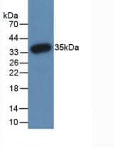 PAD3 Antibody (C10)