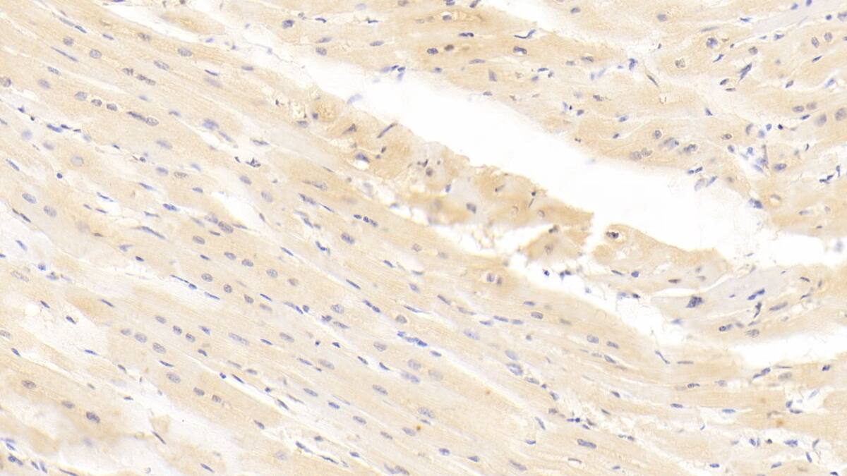 Integrin alpha 11 Antibody (C1)