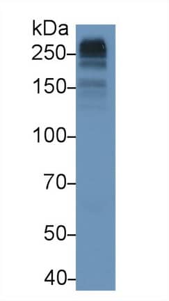 Collagen VII Antibody (D5)