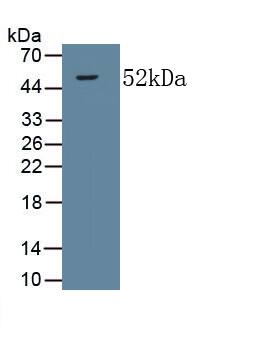 Collagen V alpha 2 Antibody (C4)