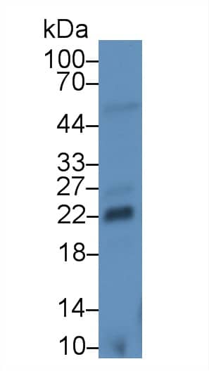 FGF-13 Antibody (C1)