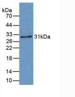 CRYL1 Antibody (C2)