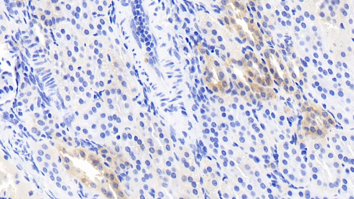 CRYL1 Antibody (C2)
