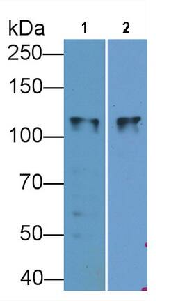 SLC12A3 Antibody (C2)