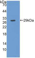 Fibulin-3/EFEMP1 Antibody (C5)