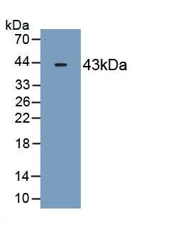 OAS2 Antibody (C1)