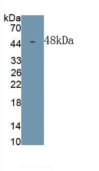 DPEP1 Antibody (C1)