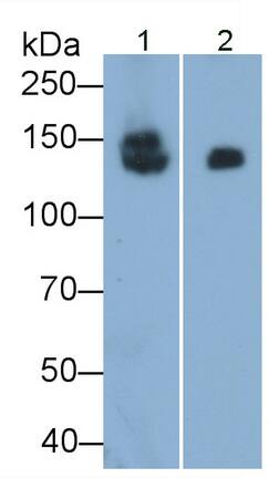 SI Sucrase-Isomaltase Antibody (C10)