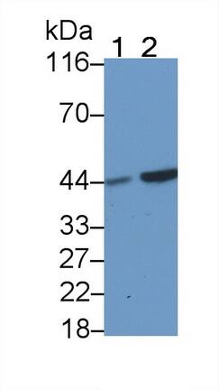 Casein Kinase 1 delta Antibody (C3)