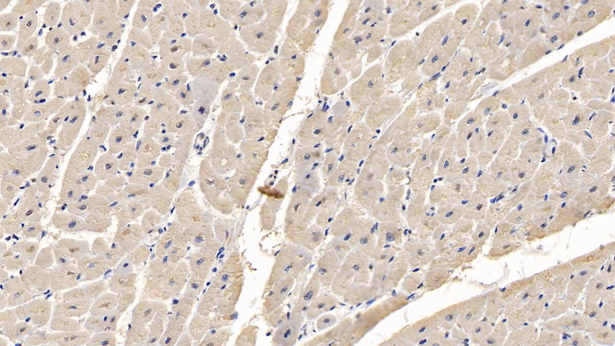 MYH4 Antibody (C3)