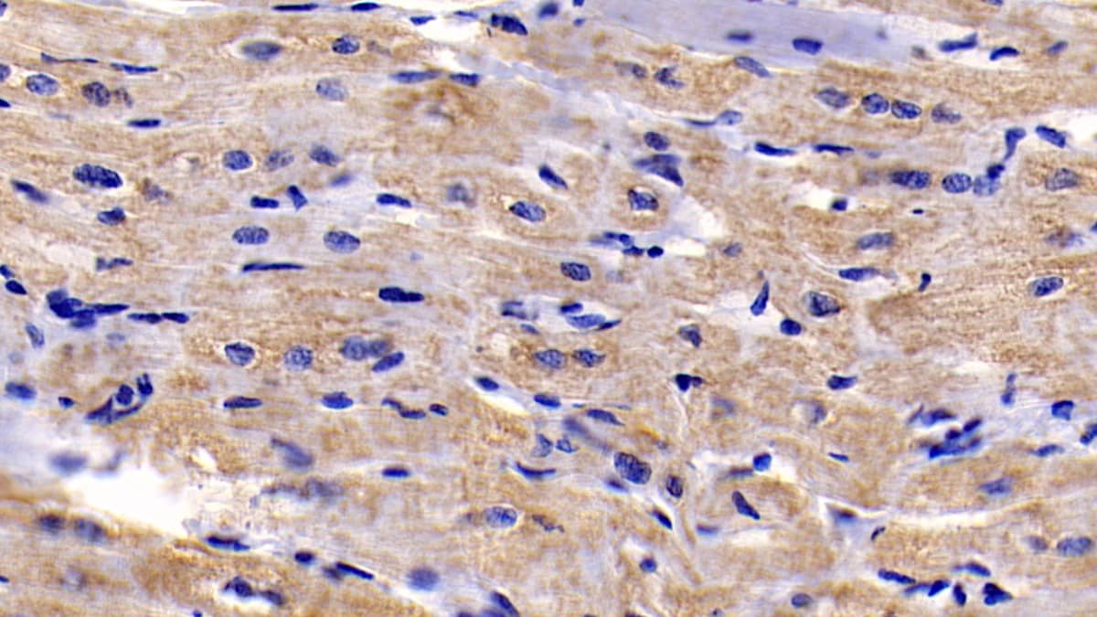 BAI3 Antibody (C6)