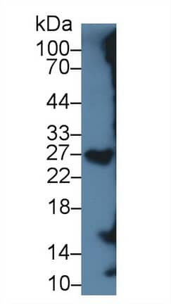 SRGN Antibody (C1)