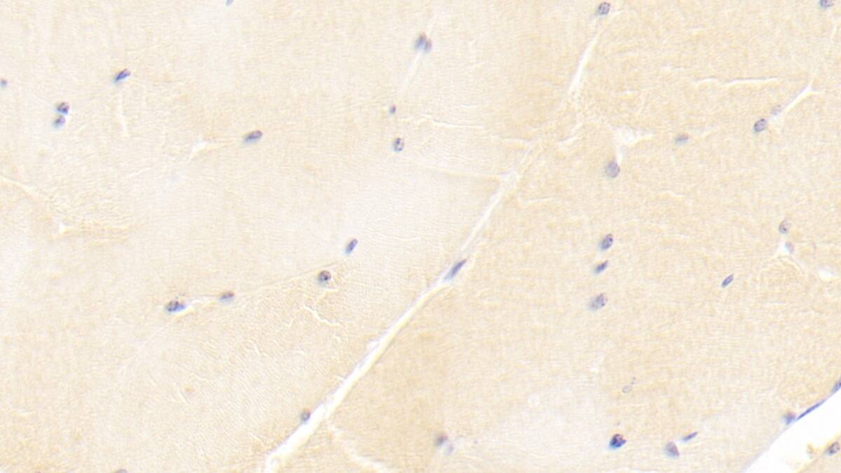 ISLR Antibody (C3)