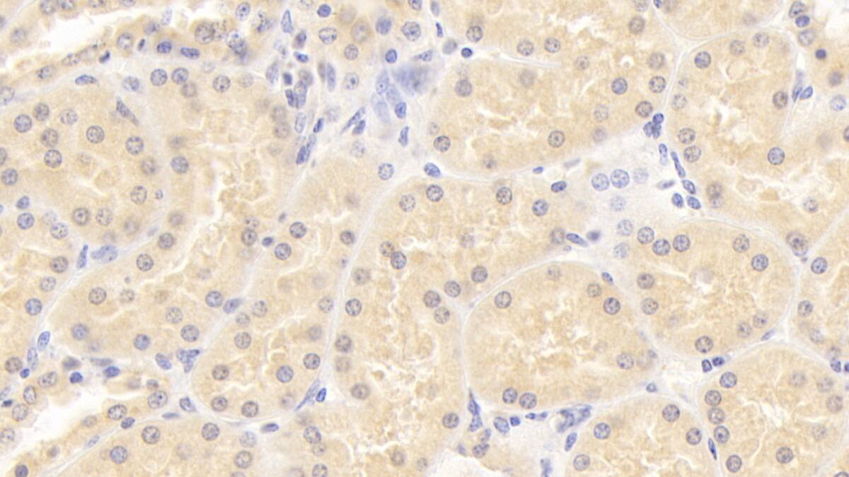 ISLR Antibody (C3)