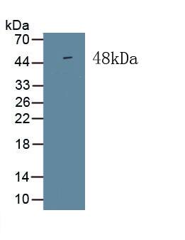 ISLR Antibody (C3)