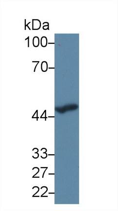 Serpin A10/ZPI Antibody (C4)