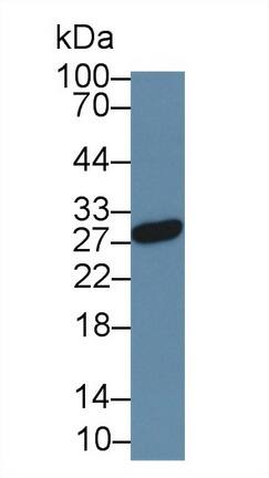 Noggin Antibody (A9)