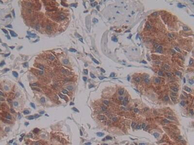 Lefty-1 Antibody (C10)