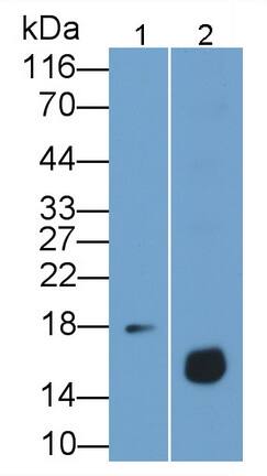 Reg3G Antibody (C18)