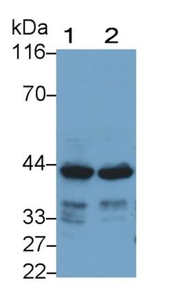 SeP Antibody (H28)