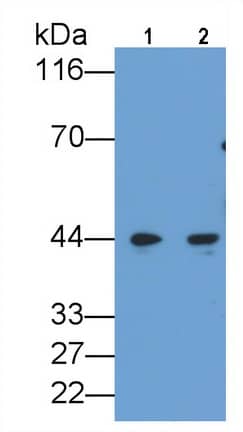 CEBP alpha Antibody (C5)