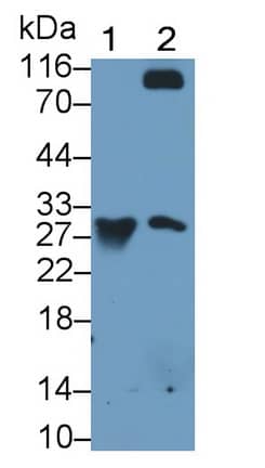 Granzyme K Antibody (C12)