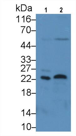 FGF-13 Antibody (C2)