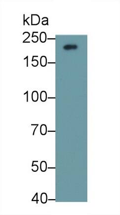 Collagen IV alpha3 Antibody (D1)