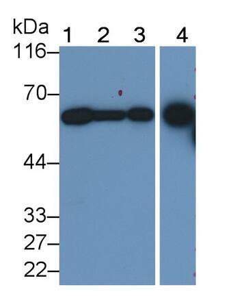 DPEP1 Antibody (C2)