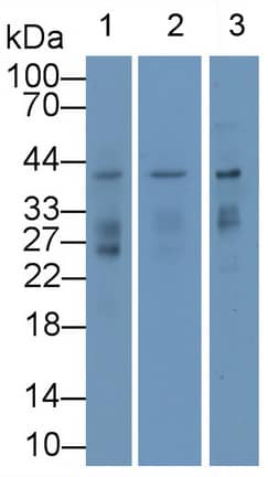 Renalase Antibody (C1)