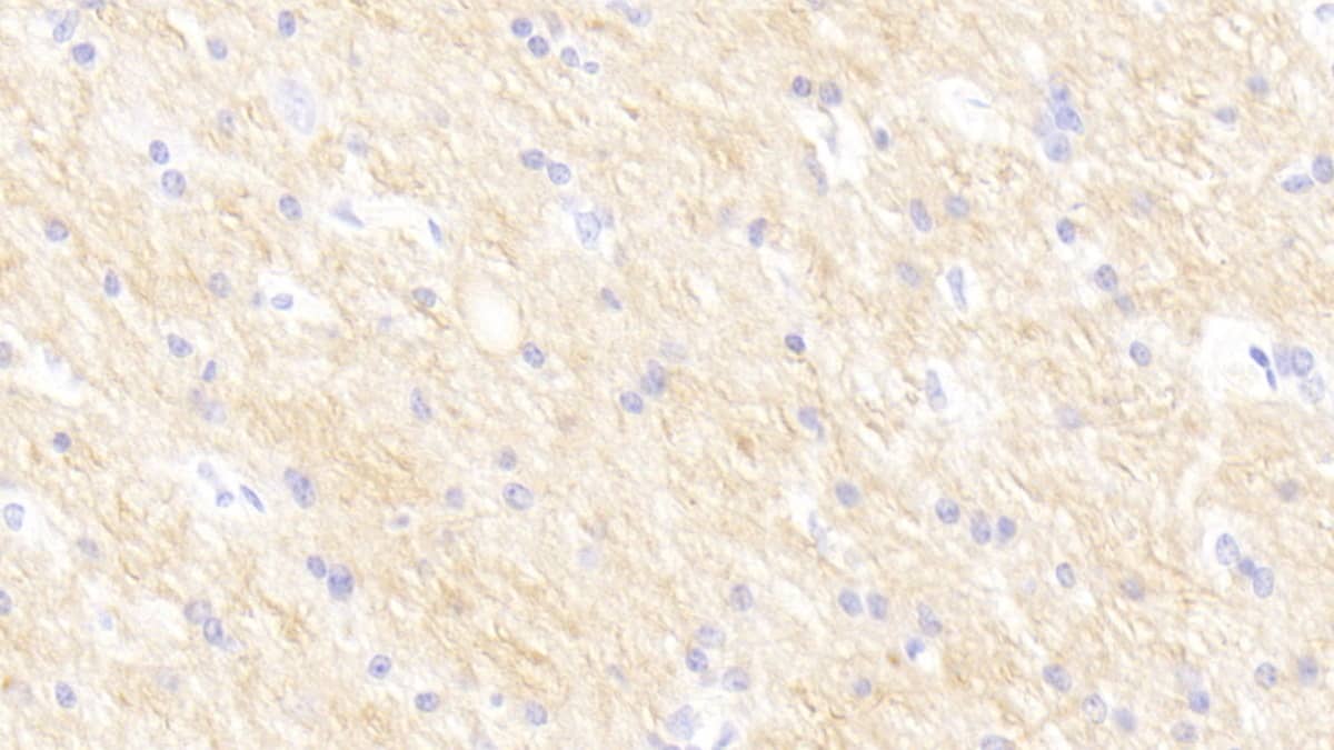 Siglec-9 Antibody (C10)