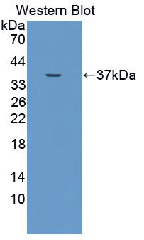 DUOX2 Antibody