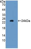 Glutathione Peroxidase 5 Antibody