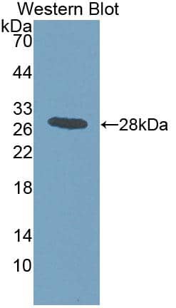 Intersectin 1 Antibody