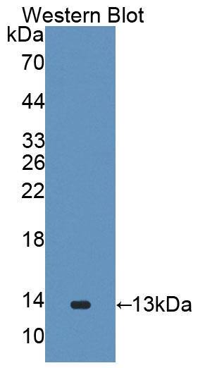 GALP Antibody