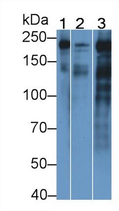 MYH4 Antibody (C7)