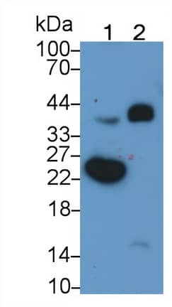 C1qTNF1/CTRP1 Antibody (C3)