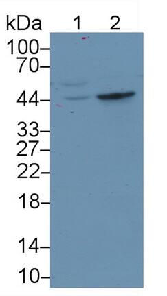TDO2 Antibody (C2)
