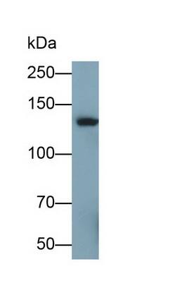 SI Sucrase-Isomaltase Antibody (C12)