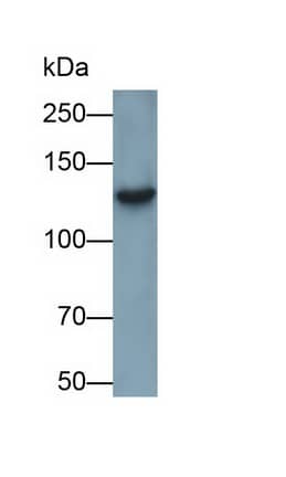 SI Sucrase-Isomaltase Antibody (C13)