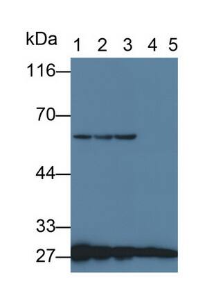 14-3-3 zeta Antibody (C3)