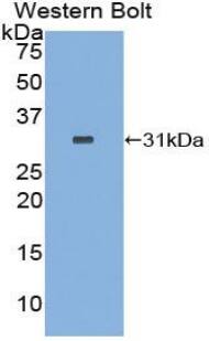 RFNG Antibody