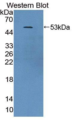 MTIF2 Antibody